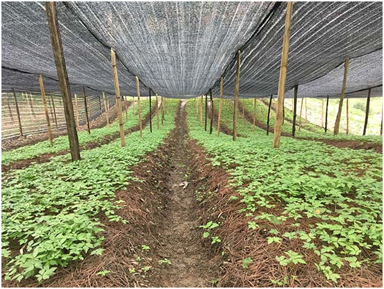 圖為好醫(yī)生藥業(yè)在大涼山“懸崖村”的“三七”種植項目基地